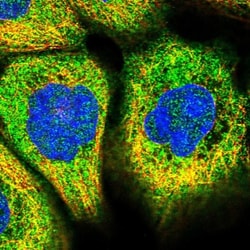 TEX9 Antibody, Novus Biologicals 25 &mu;L; Unlabeled:Antibodies, Polyclonal